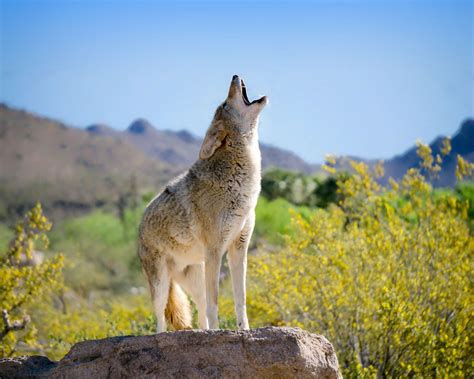 coyotes howling video